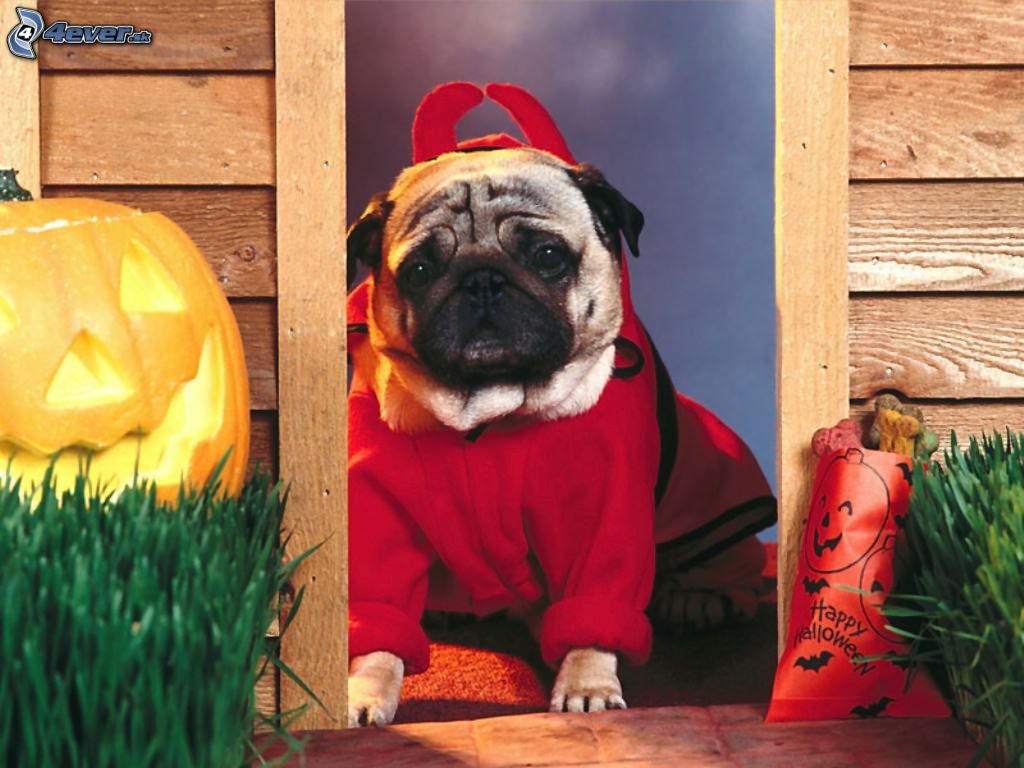 [obrazky.4ever.sk] helloween, pes 6050626 (1).jpg