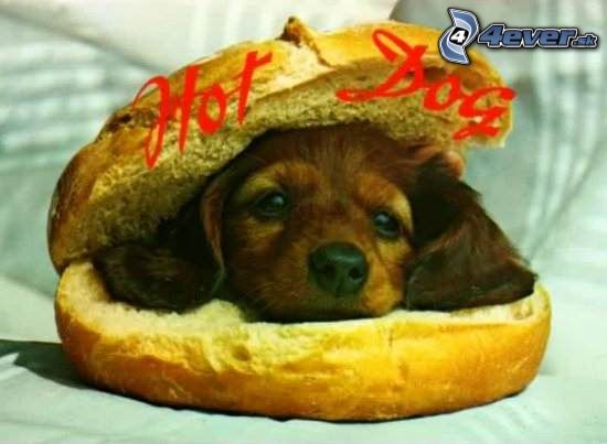 [obrazky_4ever_sk]%20pes%20hot%20dog%20zemla%205722445.jpg