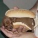 [obrazky_4ever_sk]%20hot%20dog%20pes%207101728.jpg