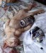 [obrazky_4ever_sk]%20macka,%20pivo%202875659.jpg