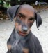 [obrazky_4ever_sk]%20pes%204904522.jpg