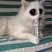 [obrazky_4ever_sk]%20pes%209413133.jpg